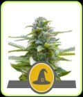 Exotic Witch-Royal Queen Seeds