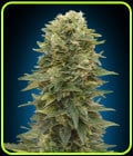 Female Mix-OO Seeds