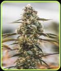 Star Punch feminized seeds by Elev8 Seeds - Growlet