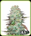 G14-FastBuds