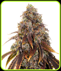 Gelato 41-Seed Stockers