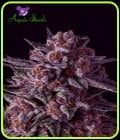 Gelato Dream-Anesia Seeds