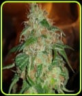 Gelato 45-BSB Genetics