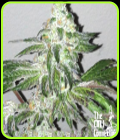 Girl Scout Cookies-Cali Connection Seeds
