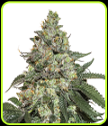 Girl Scout Cookies Auto-Seed Stockers