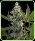 Glow Starz-Paradise Seeds