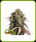 Gorilla Cookies Auto-Seed Stockers