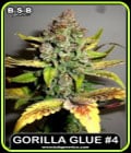 Gorilla #4-BSB Genetics