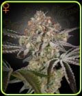 Great White Shark-Green House Seeds