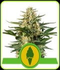Green Gelato Automatic-Royal Queen Seeds