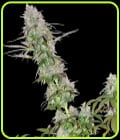 Green Mango Kush-Sumo Seeds