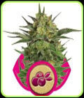 Haze Berry-Royal Queen Seeds