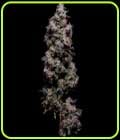 Hazy Kush S1-Green Bodhi Seeds