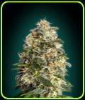 Heavy Bud-Advanced Seeds