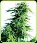 Hindu Kush-Sensi Seeds