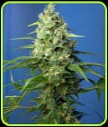 Honey Peach Auto CBD-Sweet Seeds