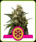 Ice-Royal Queen Seeds