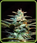 Ice Cool-Sweet Seeds