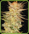 Ice Cream-Paradise Seeds