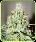 Jägg Kush-Delicious Seeds