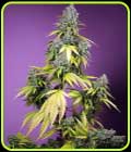 Jet Fuel Mandarine XL Auto-Sweet Seeds