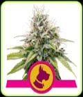 Kali Dog-Royal Queen Seeds
