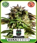 Kera Classic Auto - American Stafford Auto-Kera Seeds