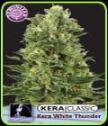 Kera Classic - White Thunder-Kera Seeds
