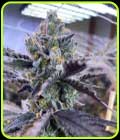 Kiyomi-Symbiotic Genetics