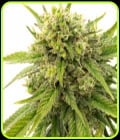 Kyle's Skywalker OG-BlimBurn Seeds