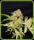 LA Fire-Pheno Finder Seeds