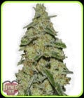 Lemon Cake-Heavyweight Seeds