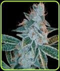 Lemon OG Kush-DNA Genetics Seeds