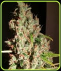 M.O.B aka Mother of All Berries-TH Seeds