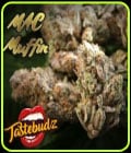 MAC Muffin-TasteBudz Seeds