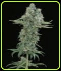 Matanuska Mint-Sagarmatha Seeds