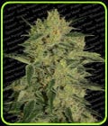 Nebula 1:1 CBD-Paradise Seeds
