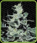 Nebula-Paradise Seeds