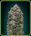 Northern Lights-OO Seeds