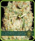 Northern Lights-Vision Seeds