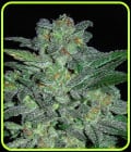 Northern Lights-Expert Seeds