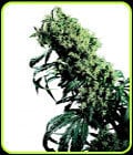 Northern Lights #5 x Haze-Sensi Seeds