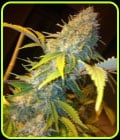 Northern Lights Express Auto-Phoenix Cannabis Seeds