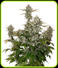 O.G. Candy Dawg Kush Auto-Seed Stockers