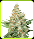 O.G. Kush Auto-Seed Stockers
