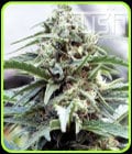 OG Kush-Kush Cannabis Seeds