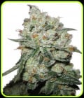 OG Kush-Phoenix Cannabis Seeds