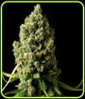 Original Skunk-Phoenix Cannabis Seeds