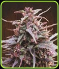 Purple Haze x Malawi-Ace Seed bank