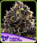 Purple Lobster-Anesia Seeds